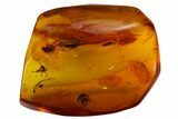 Fossil Ant, Fly and Two Mites in Baltic Amber #170064-1